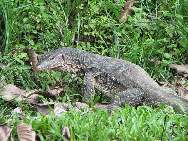 VARANO MALAIO (Varanus salvator) - Origem: Sudeste Asiático, em países como Tailândia, Indonésia e Filipinas. Comumente encontrado em florestas úmidas, perto de rios e lagos. Reprodução: Flipar