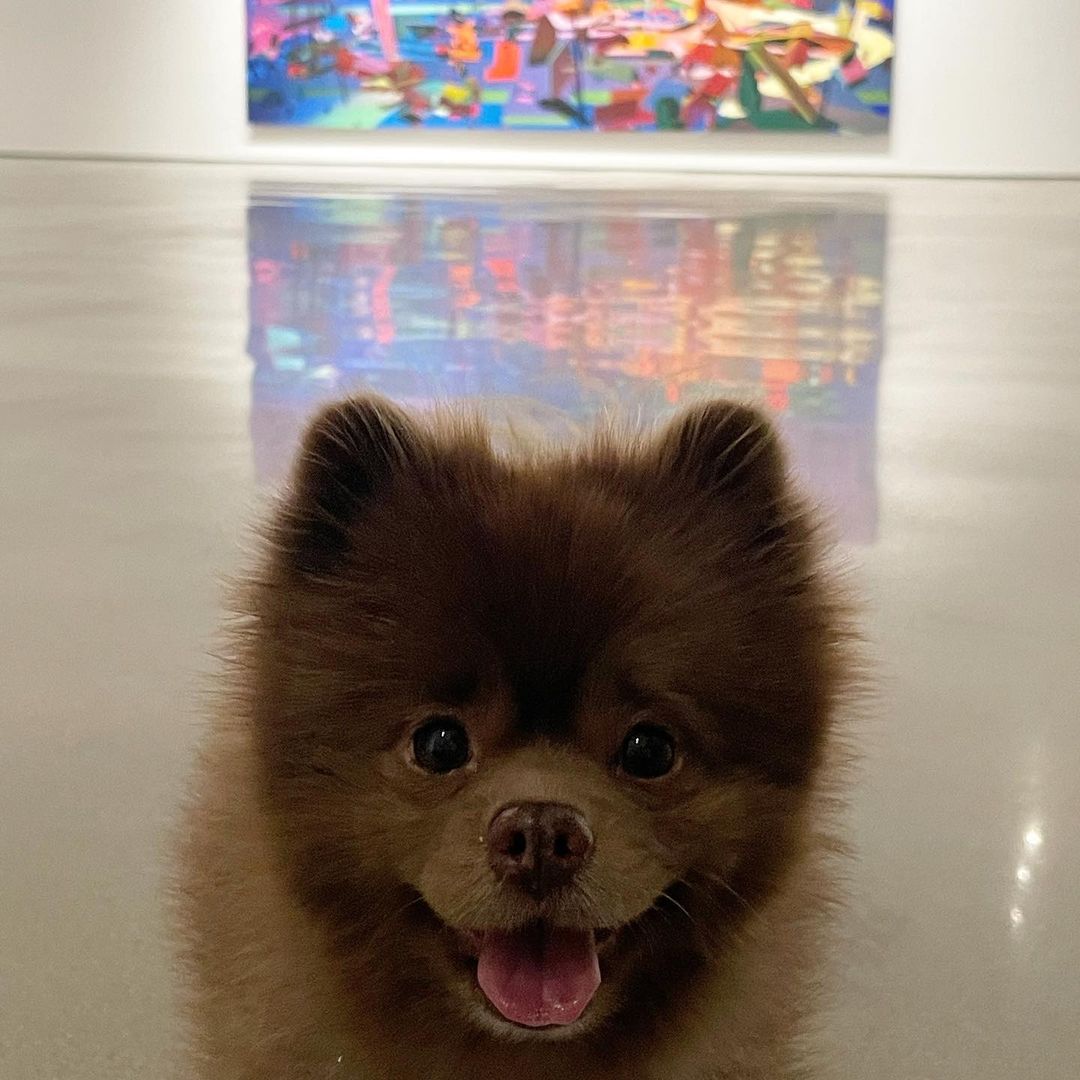 Bertram 'trabalha' junto com a tutora em uma galeria de artes. Foto: Reprodução/Instagram/bertiebertthepom