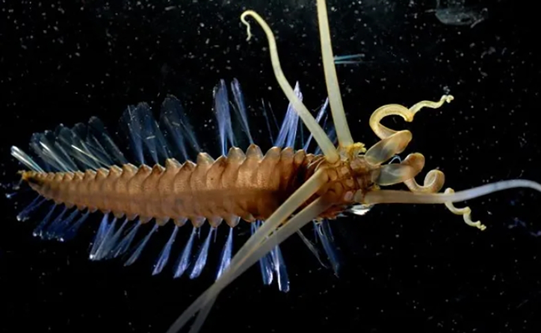 Verme-lula - É pequeno (9 cm de comprimento por 1 cm de largura) e se alimenta de neve marinha (partículas de matéria orgânica que caem no fundo do mar)  Reprodução: Flipar