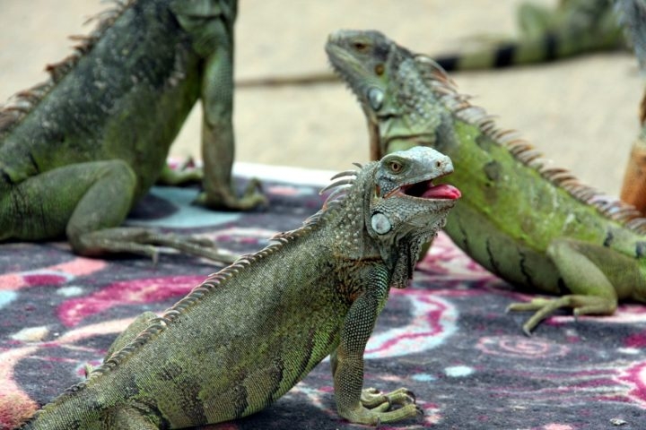 Na Flórida, as espécies mais comuns de iguanas são a iguana-verde (Iguana iguana) e a iguana-de-cauda-espinhosa (Ctenosaura similis). Essas não são nativas da região Reprodução: Flipar