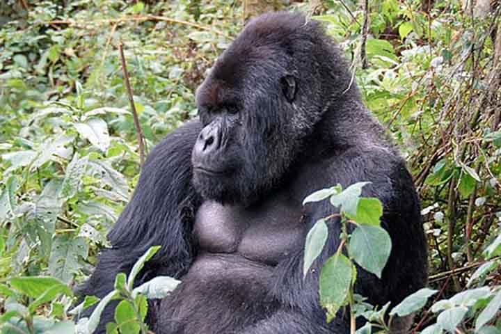 As gorilas-da-montanha, espécie que tem o nome científico Gorilla beringei beringei, acabam de se juntar a um grupo raro de espécies que apresentam menopausa, uma condição até pouco tempo considerada exclusiva dos seres humanos. 
 Reprodução: Flipar