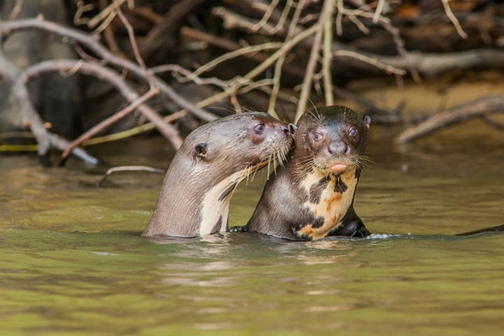 Além disso, o aumento nos avistamentos está incentivando a criação de novos percursos para guias locais, ampliando o retorno econômico gerado pelo ecoturismo. Reprodução: Flipar