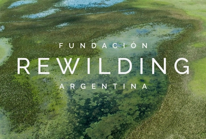 Esse retorno só se concretizou graças ao trabalho coordenado por diversas instituições, sob liderança da Rewilding Argentina.  Reprodução: Flipar