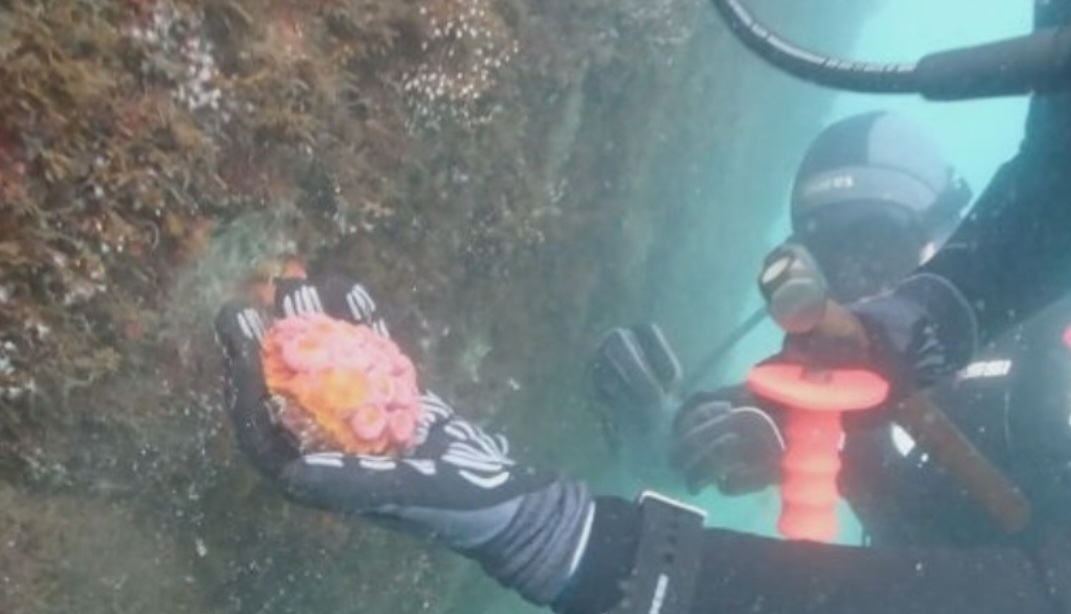 Com o  método de remoção manual, mergulhadores  retiram as colônias de coral-sol usando  marreta e talhadeira Reprodução: Flipar