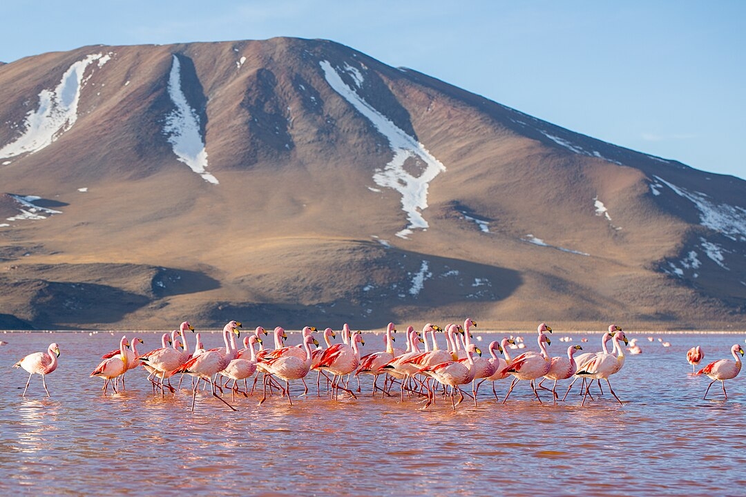 É um importante habitat para flamingos andinos e outras aves migratórias. A paisagem surreal da lagoa, com suas cores vibrantes e formações geológicas únicas, atrai turistas e fotógrafos de todo o mundo. Reprodução: Flipar