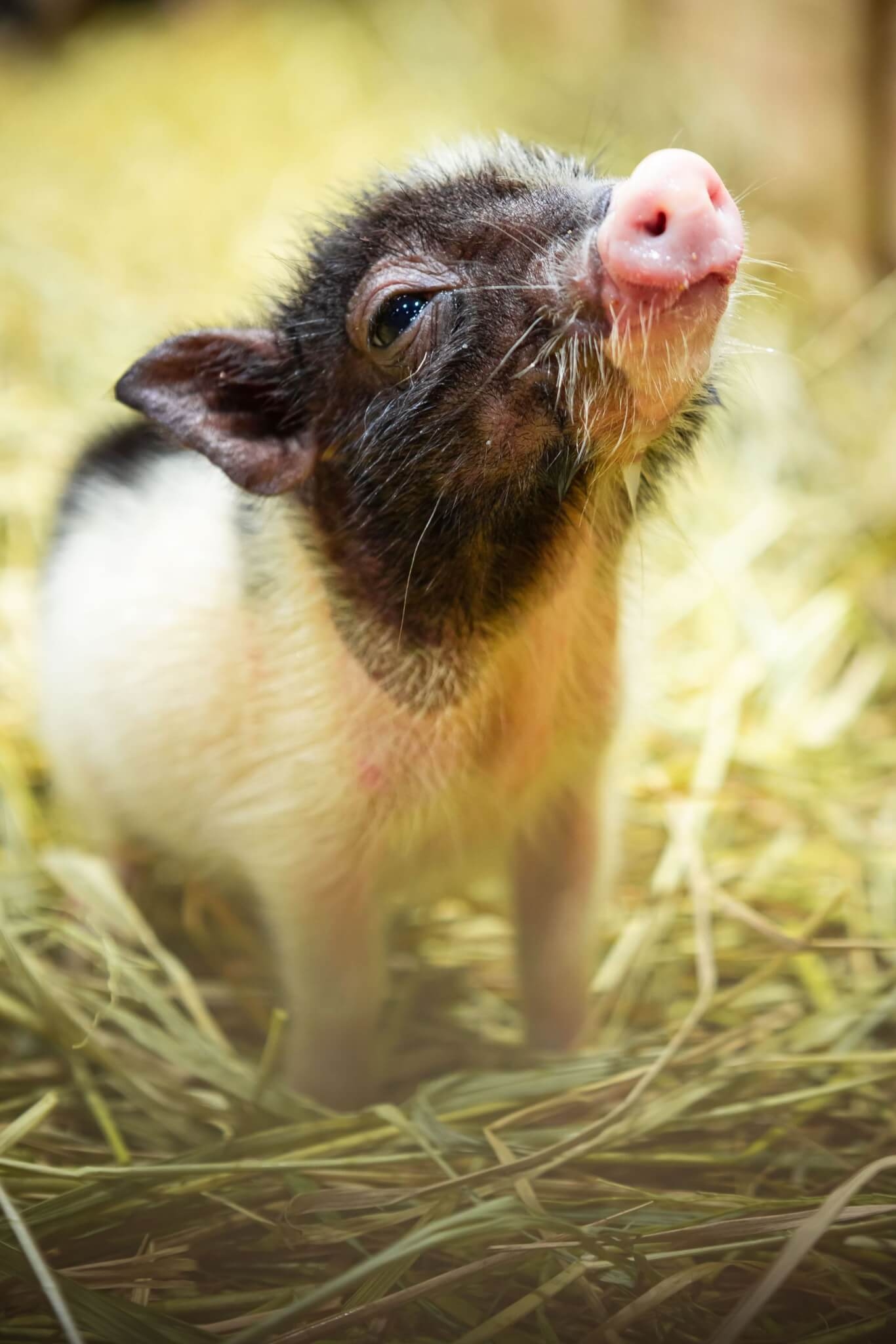  Os animais exóticos estão conquistando o coração de quem prefere um bichinho diferenciado. A seguir, confira algumas opções que você pode adotar e os cuidados que deve ter!  Reprodução: EdiCase