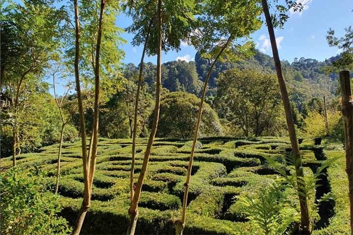 O parque foi idealizado pelo engenheiro agrônomo e paisagista Walter Vasconcellos, nascido em Campos do Jordão. Após viajar por dezenas de parques e jardins da Europa, Estados Unidos e Canadá, no dia 25 de agosto de 2007, ele criou o Amantikir. Reprodução: Flipar