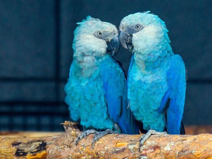 Ararinha-azul (Cyanopsitta spixii). Foto: Foto: Patrick Pleul/dpa-Zentralbild/dpa Picture-Alliance/via AFP