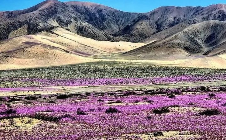Chile - Do deserto do Atacama às geleiras da Patagônia, é um destino com paisagens diversificadas. Apesar de ser mais caro que outros países da América Latina, ainda oferece opções econômicas para quem planeja com antecedência. Reprodução: Flipar
