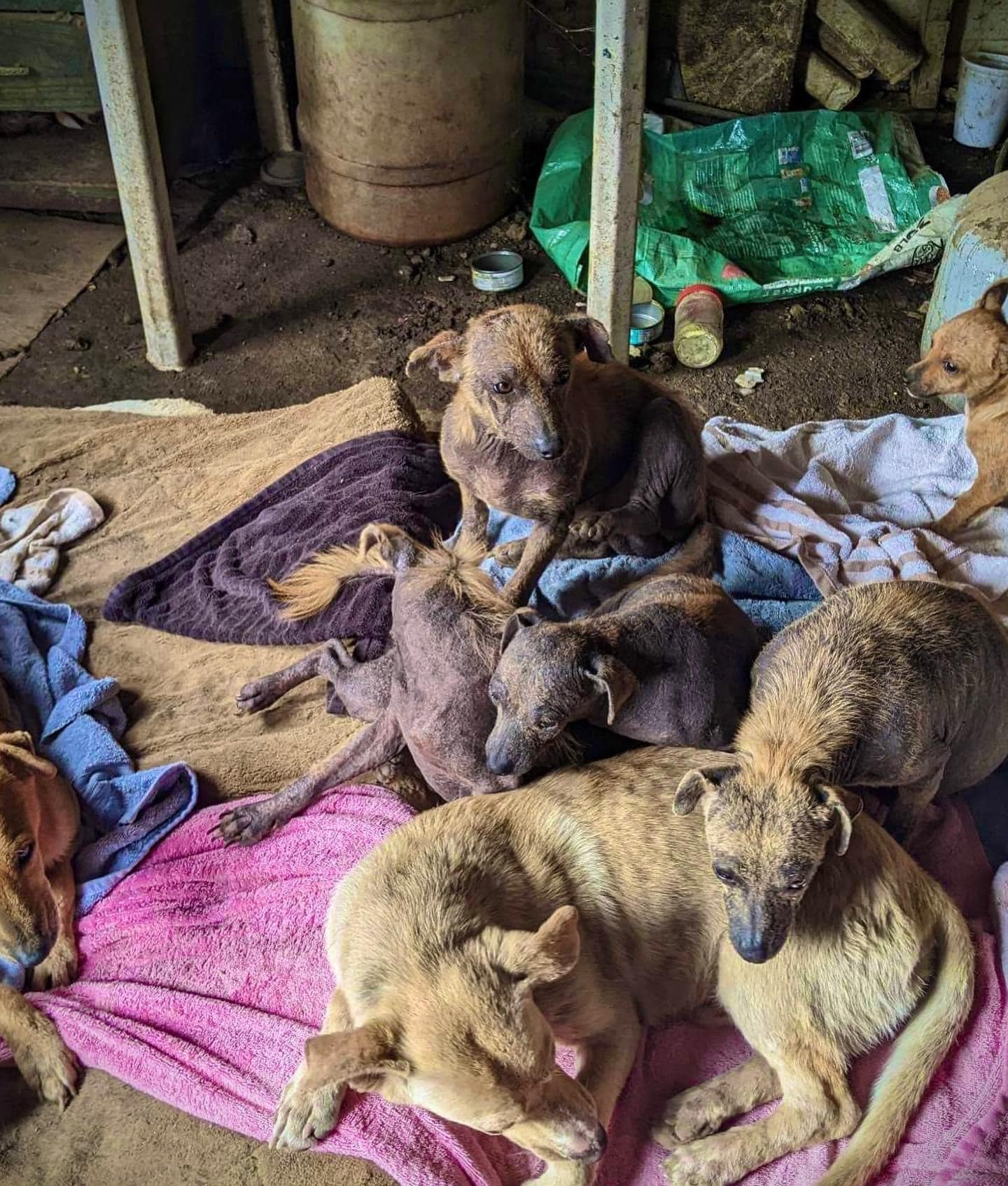 Todos os cachorros sofriam com uma grave doença de pele contagiosa. Foto: Reprodução/No Dog Left Behind