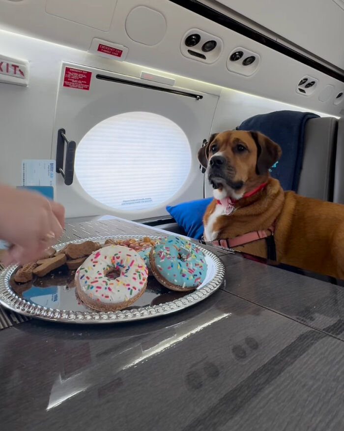 Os cachorros recebem todos os mimos possíveis durante a viagem Reprodução/Instagram