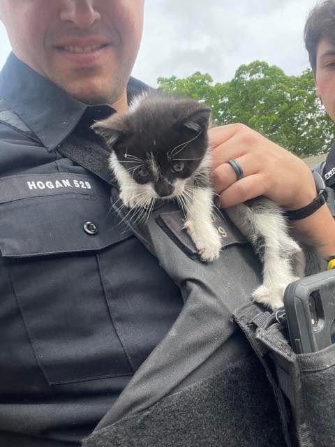 Polícia resgata filhote de gato encontrado em motor de carro. Foto: Delegacia de Polícia de Ramapo