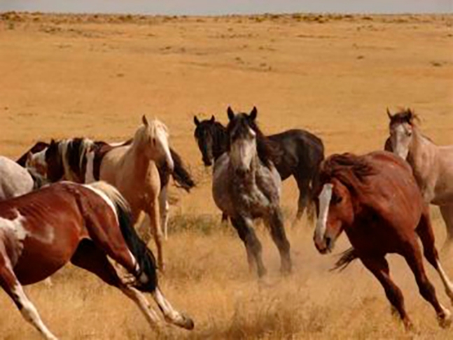 Essa raça é rápida, forte e bem resistente. São cavalos bravos, com um coice cuja impacto pode equivaler a uma tonelada. E sua visão é boa. Eram muito usados por índios.  Reprodução: Flipar