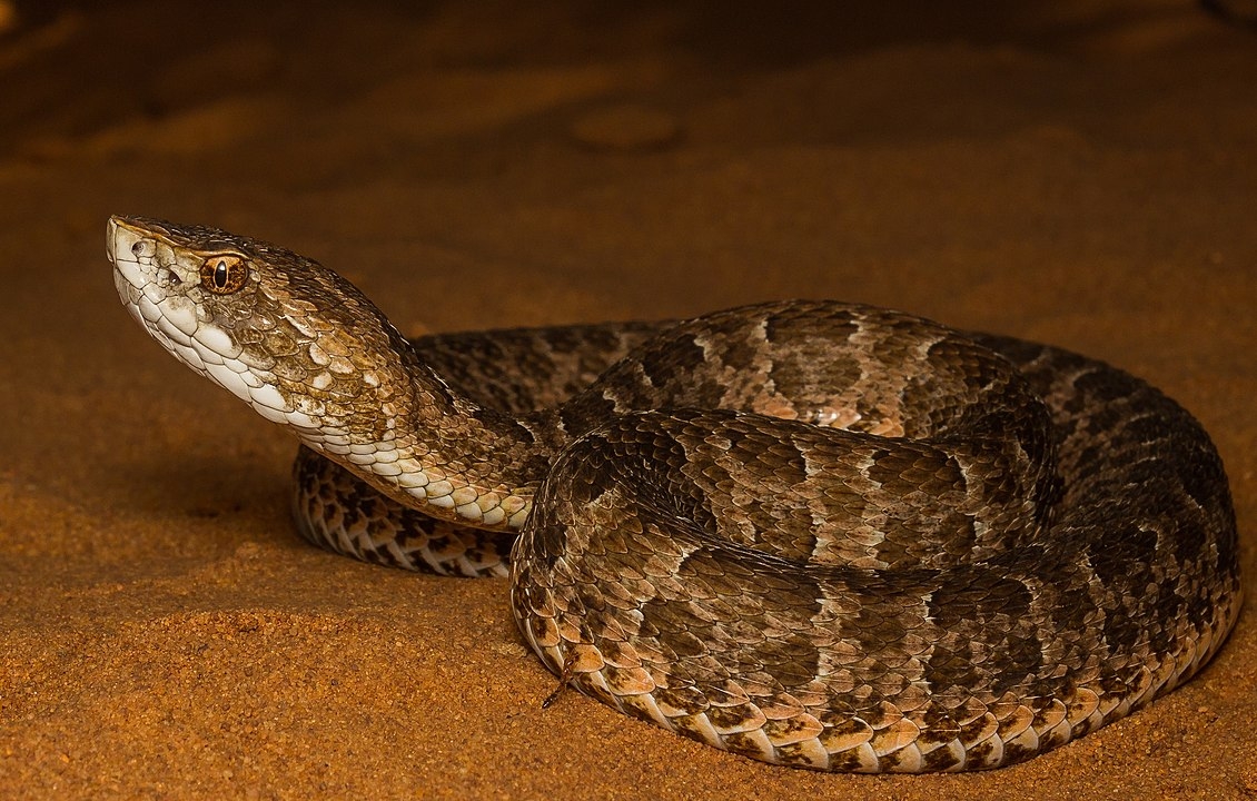Cobra Cotiara - Encontrada no Sul e em São Paulo, Paraná, Santa Catarina, Rio Grande do Sul. Reprodução: Flipar