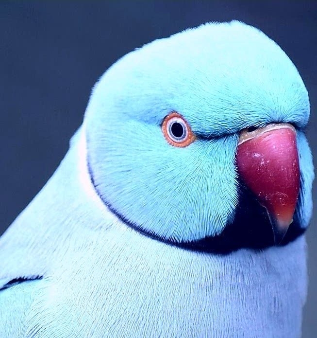 Ele consegue articular cerca de 250 palavras e tem uma  voz bastante estridente que o diferencia das outras aves.  Sua capacidade de imitação é notável.  Reprodução: Flipar