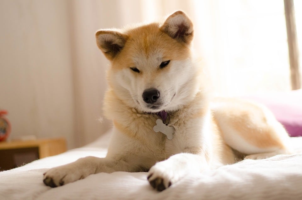 O Akita Inu é um cão gentil e muito leal aos tutores. Foto: Malen Billoni Ahumada/Pixabay