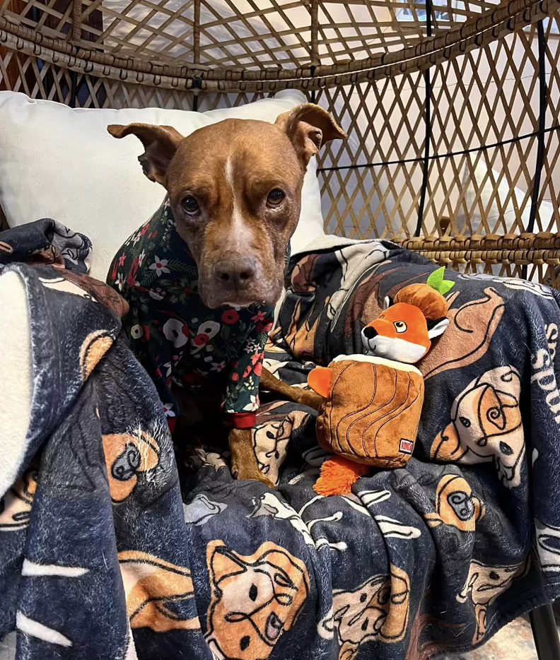 Agora Emmy não passará mais frio, graças a boas pessoas que se uniram para ajudá-la . Foto: POET Animal Rescue