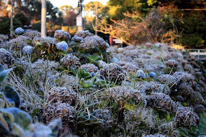 Campos do Jordão é uma cidade que une beleza natural, riqueza cultural, gastronomia refinada e tradição. E quando a delicadeza das cerejeiras em flor chega, tudo se transforma em poesia. Reprodução: Flipar