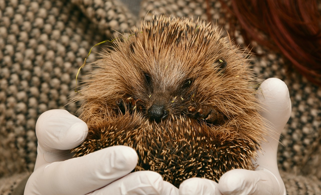 Ouriços - Esses animais mamíferos têm 16 espécies revestidas por pelos em forma de espinhos e, quando o frio chega, se recolhem.  Reprodução: Flipar