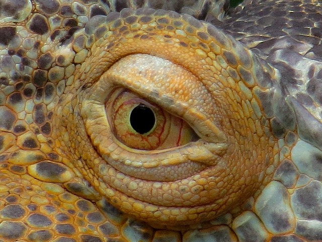 Os olhos das iguanas chamam atenção. São grandes e têm pupilas elípticas ou arredondadas, com uma visão lateral muito ampla, o que permite que detectem movimentos em diferentes direções sem precisar mover a cabeça Reprodução: Flipar