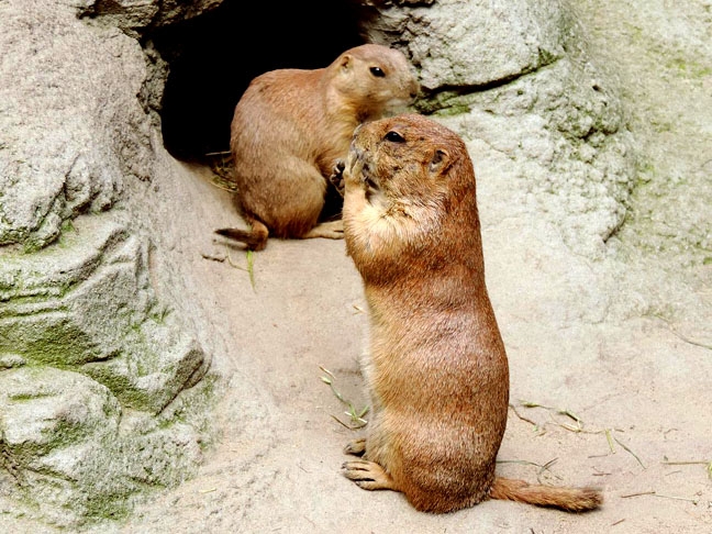 Marmotas - Ficam hibernando mais do que uma estação. Ao todo, permanecem na toca, sem se alimentar, por sete ou oito meses do ano. Reprodução: Flipar