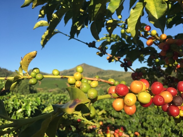 Para a colheita, os cafeicultores observam se a cor da casca do café está entre o vermelho e o amarelo. Além disso, os grãos devem entre 55% e 70% de umidade. O tempo de colheita após a floração do café é de aproximadamente 7 meses. Começou em março e vai até setembro.  Reprodução: Flipar