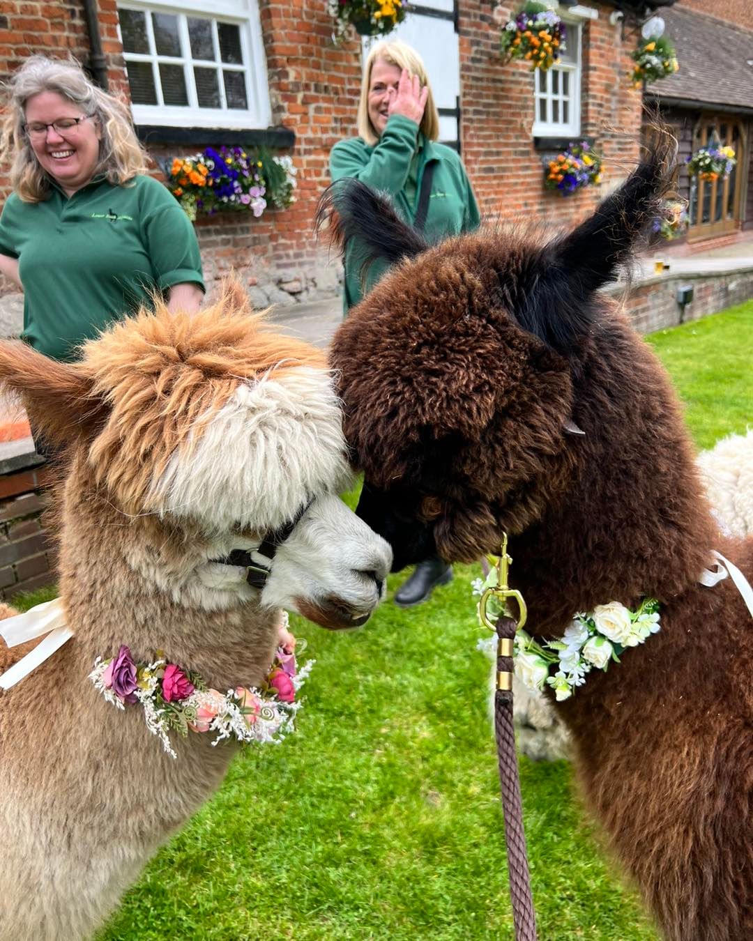 Fazenda oferece casamentos de alpaca: animais usam laços para se misturar com os convidados. Foto: Reprodução/Instagram