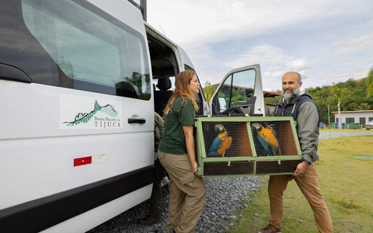 Araras-canindés voltam à Floresta da Tijuca após dois séculos de extinção. Foto: Divulgação/Flavia Zagury