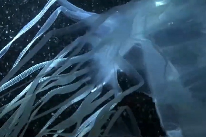 O diferencial, no entanto, está nas bases desses tentáculos, onde se localizam os “pedais” responsáveis por sua propulsão. Reprodução: Flipar