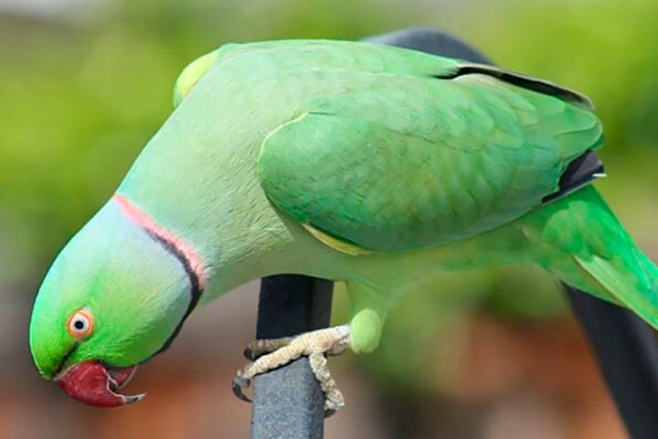 Periquito-de-colar indiano: Tem cores vibrantes e uma plumagem no pescoço que dá impressão de colar. Mede cerca de 40 cm.  A envergadura das asas pode chegar a 50 cm. Vive até 60 anos.  Reprodução: Flipar