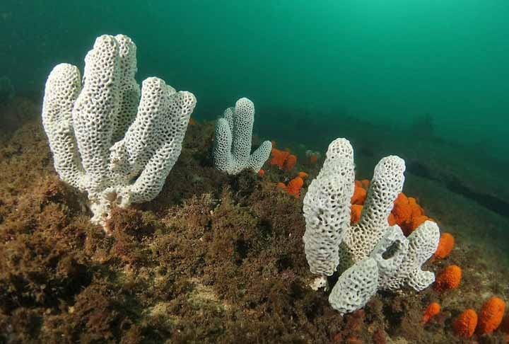 As esponjas-do-mar são provavelmente os animais que vivem mais tempo do mundo. Elas já existiam há 542 milhões de anos e algumas superaram 10.000 anos de vida. Estima-se que a mais antiga, da espécie Scolymastra joubini, tenha vivido 13.000 anos.  Reprodução: Flipar