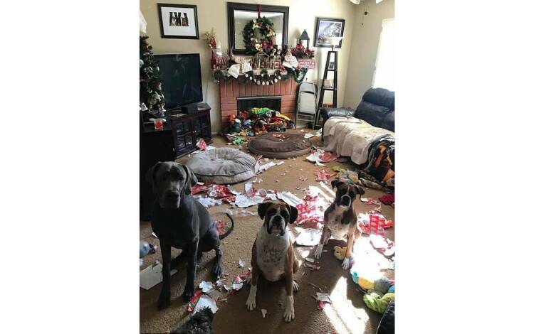 Quem tem animais em casa está sujeito a encontrar a decoração de Natal - ou o que restou dela - assim. Foto: Reprodução/Instagram/Reddit