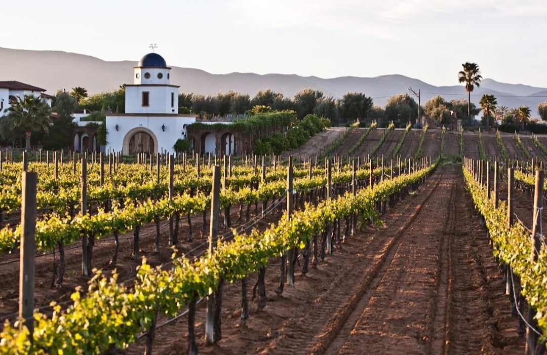 E ainda há o clima mediterrâneo, com verão quente e seco e um inverno com temperaturas mais baixas e maior presença de chuvas. Esse clima acontece, por exemplo, na Vale de Guadalupe, uma aldeia no estado de Baja California. Reprodução: Flipar