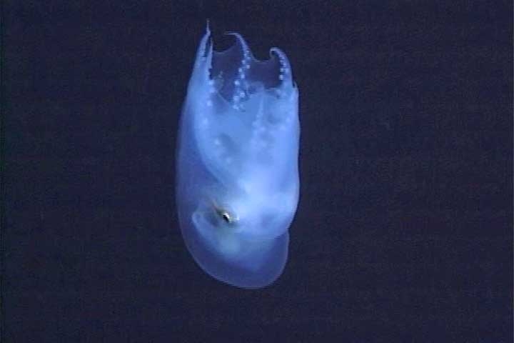 Um desses raros encontros ocorreu a mais de 700 metros abaixo da superfície, na costa dos Estados Unidos.  Reprodução: Flipar