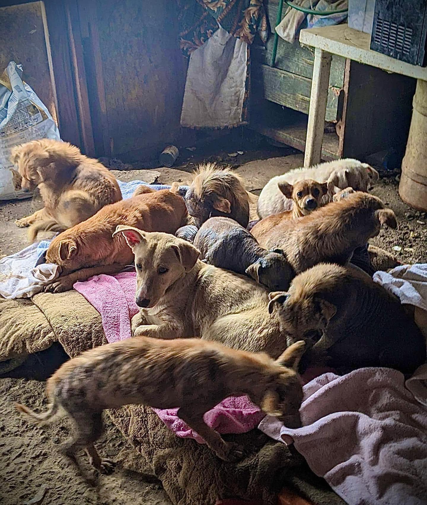 A casa de onde ela foi resgatada. Foto: Reprodução/No Dog Left Behind