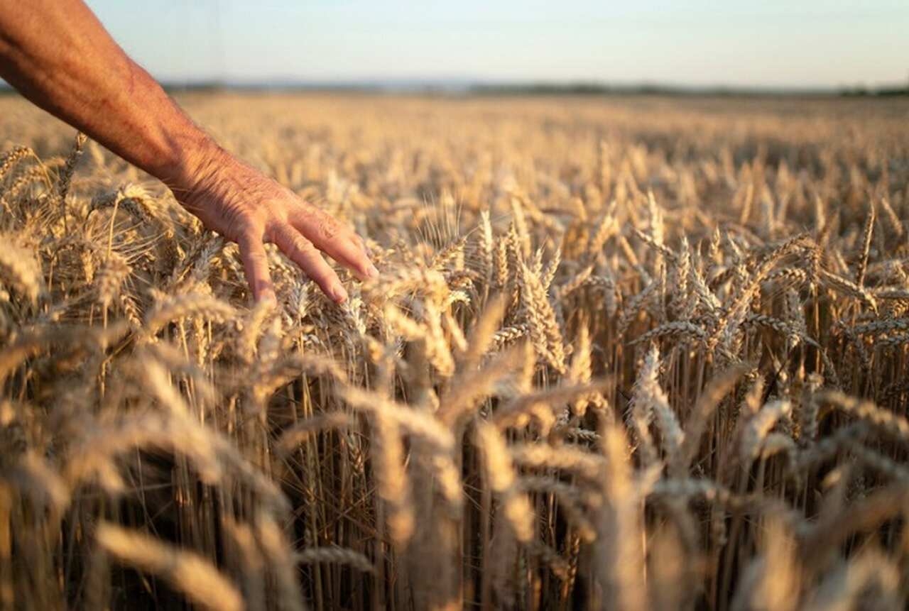 O cultivo de trigo exige temperaturas específicas em cada fase do ciclo de crescimento, o que significa que mudanças climáticas ou períodos de seca podem impactar negativamente a produtividade. Reprodução: Flipar