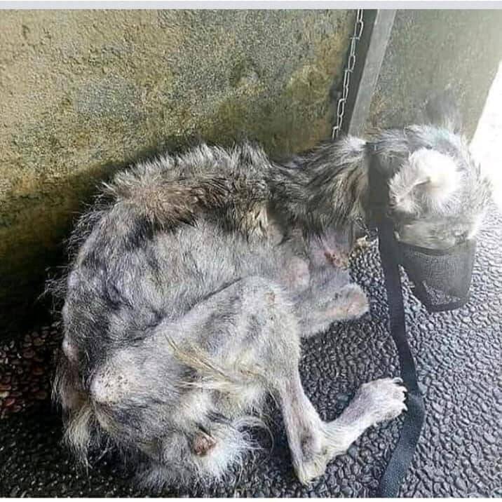 Antes e depois de cão resgatado. Foto: Artes de Cachorro