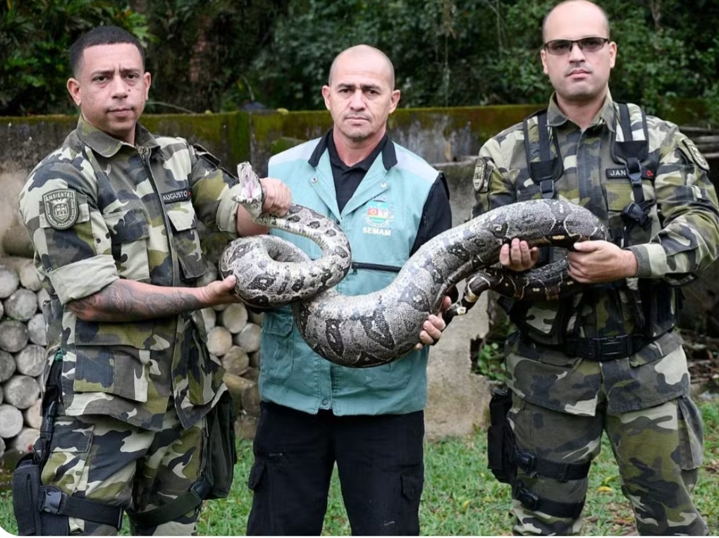 A Guarda Ambiental de Nova Iguaçu enviou uma equipe para resgatar a serpente e levá-la de volta ao seu habitat natural. A entidade divulgou que os imóveis construídos na região, onde existe Mata Atlântica, estão sujeitos a receber animais silvestres. A cobra foi devolvida à natureza.  Reprodução: Flipar