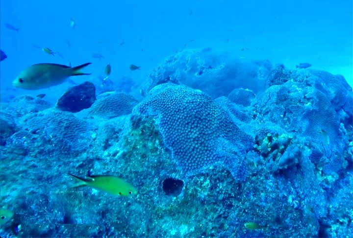2º) Coral do Mar Vermelho: Considerado um dos mais ricos e diversos do mundo, essa barreira de coral se estende por mais de 2.000 km ao longo das costas do Egito, Sudão, Eritreia, Arábia Saudita, Iêmen, Jordânia e Israel.  Reprodução: Flipar