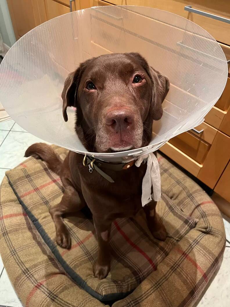 Ollie precisou usar o cone por uma semana, para se recuperar de cirurgia . Foto: Reprodução/Instagram