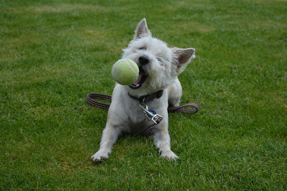 Cairn Terrier. Foto: hazelw90/Pixabay