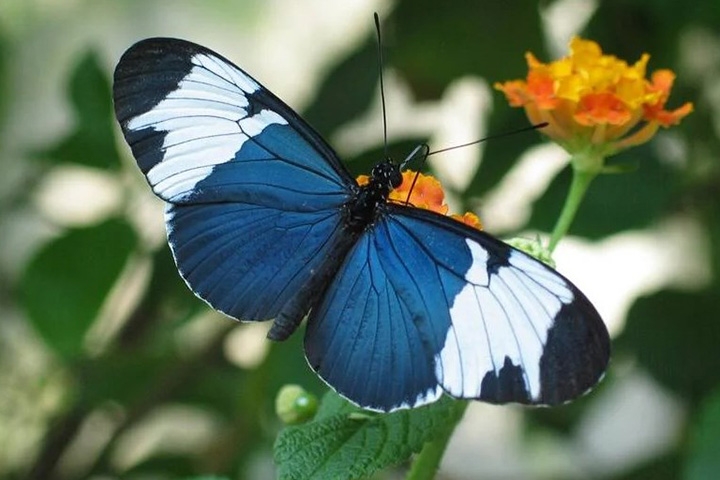 Flor-da-Paixão - Também chamada de Longwings (asas longas), passeia pelo sul do Estados Unidos até a Cordilheira dos Andes, na América do Sul, passando pela América Central.  Reprodução: Flipar
