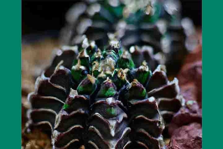 O cacto Gymnocalycium mihanovichii (coral) é uma espécie nativo da América do Sul, conhecido por sua aparência única e exótica. Ele pertence à família Cactaceae e é amplamente cultivado como planta ornamental devido às suas formas variadas e coloridas.  Reprodução: Flipar