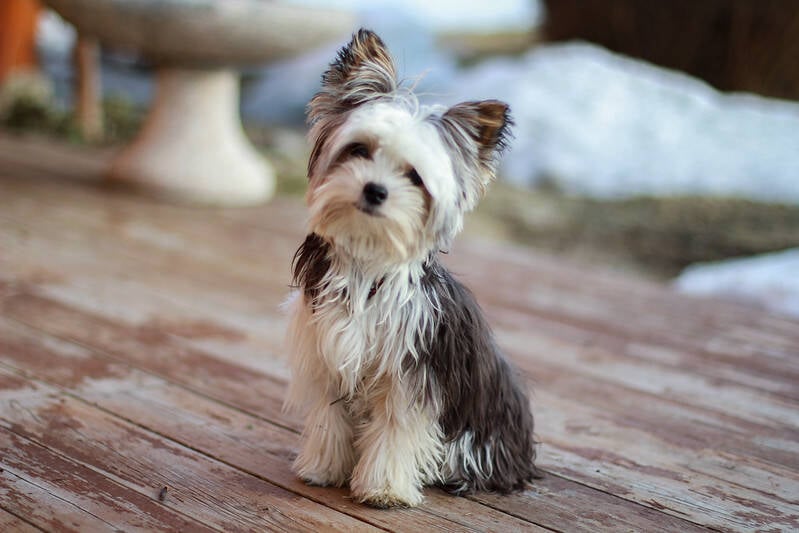 O Biewer Terrier foi reconhecido como raça pura pelo AKC somente em 2021. Foto: Lisa Duun/Flickr