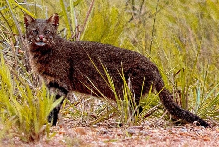 Gato-dos-pampas: É considerado o felino mais ameaçado do planeta, com apenas 35 a 50 indivíduos na natureza. Habita o Pampa brasileiro e sofre com a perda de habitat e caça desenfreada. Reprodução: Flipar