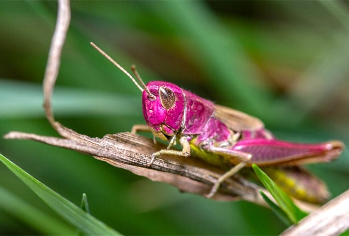 Foi o que aconteceu, por exemplo, em julho de 2023, quando o fotógrafo Gary Phillips, de 65 anos, viu um gafanhoto rosa em seu jardim, no País de Gales. Ele podava os caules de algumas dálias quando percebeu o inseto.  Reprodução: Flipar