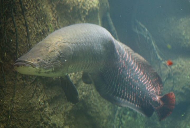 A exemplo da Paraíba, os “pirarucus gigantes” são cada vez mais raros de serem encontrados, principalmente por conta da pesca predatória. Reprodução: Flipar