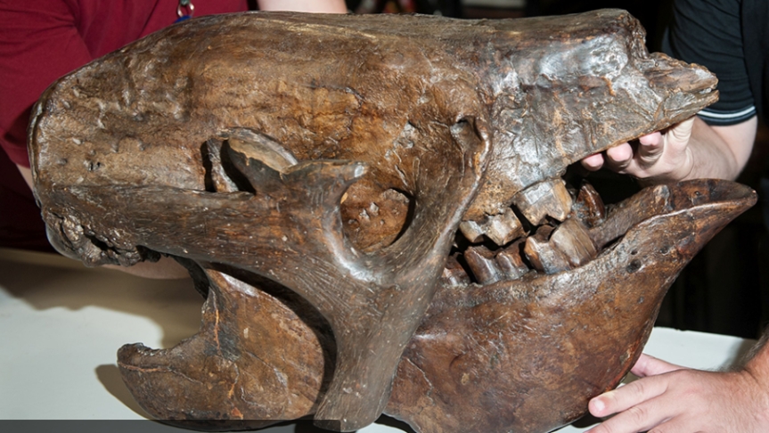 Grande parte do material é destinada a pesquisas de estudantes. Mas o público em geral pode visitar exemplares em exposição: réplicas e fósseis de vegetais e animais, como a preguiça-gigante (foto)  e o prestossauro, grande predador do passado. Reprodução: Flipar