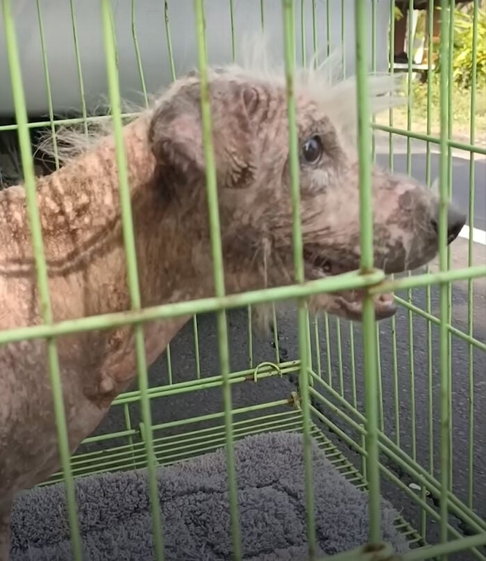 Bobby levou cerca de dois meses para se recuperar completamente Reprodução/Furry Luck Bali Ev Animal Protection Organization