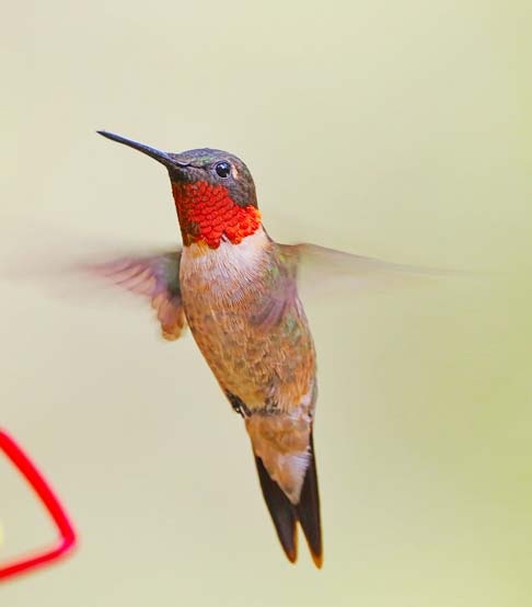 Essas aves coloridas, além de serem belas, atraem a atenção por esconderem muitos segredos. Veja agora no FLIPAR! Reprodução: Flipar